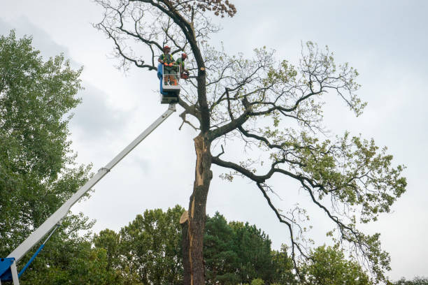 Best Arborist Consultation Services  in Elk River, MN