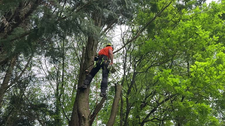 Professional Tree Removal in Elk River, MN